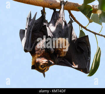 Spectacled Flying Fox oder Spectacled Obst bat (Pteropus conspicillatus) mit einem Baby. Es ist ein megabat, die in Queensland, Australien leben Stockfoto