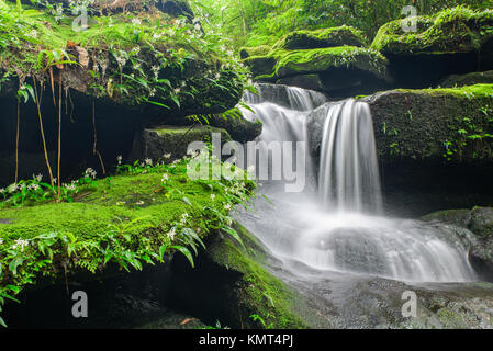 Landschaft mit Wasserfall im tiefen Regenwald von Bolaven Plateau, Champasak mit grünen Mos und kleinen weissen Blüten. Stockfoto