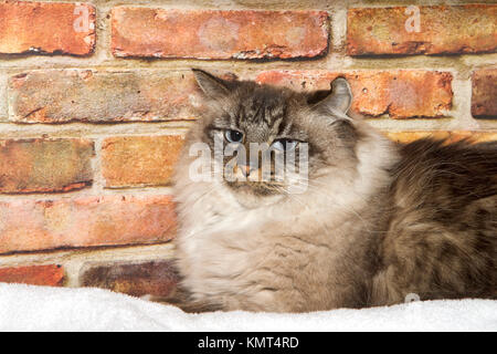 Ratlos auf der Suche braun Merle tabby Katze auf einer weißen Decke, Wand Hintergrund. Merle ist ein Muster, das bei einer Katze oder Hund Fell beschmutzt erstellen strukturierte Stockfoto