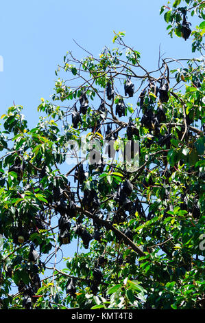 Kolonie der Brillenbär Flying Fox oder Spectacled Obst bat (Pteropus conspicillatus) Cairns entfernt. Es ist ein megabat, die in Queensland, Australien leben Stockfoto