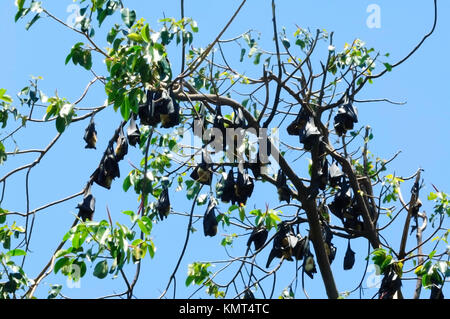 Kolonie der Brillenbär Flying Fox oder Spectacled Obst bat (Pteropus conspicillatus) Cairns entfernt. Es ist ein megabat, die in Queensland, Australien leben Stockfoto