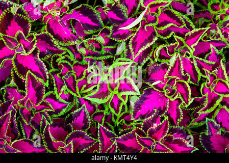 Coleus Blätter auch gemalt Brennnessel genannt, Flame Nettle. rosa, violett und grün Hintergrund Textur, Ansicht von oben. Stockfoto