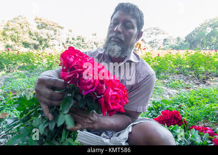 In Sadullapur, Shaympur, Kamalpur und Bangnibari Dörfer in Birulia Union von Savar, am Stadtrand von Dhaka. Stockfoto