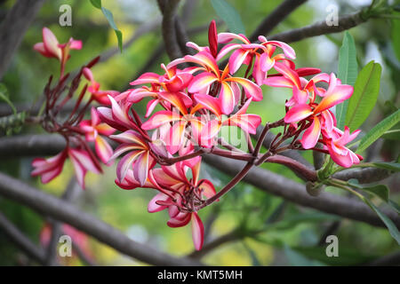 Schöne rote Blume Bush, Plumeria oder Frangipani Blüte am Baum Stockfoto