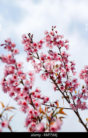 Wildkirsche Himalayan Flower in Chiang Mai, Thailand Stockfoto