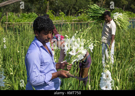 Drei Arbeiter zupfen gladiolus Blumen in seinem Feld am Shyampur Dorf Savar, Dhaka, Bangladesch. Stockfoto