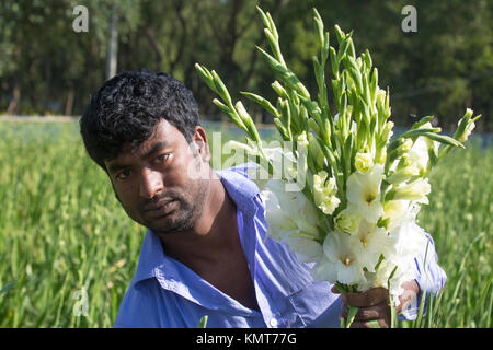 Drei Arbeiter zupfen gladiolus Blumen in seinem Feld am Shyampur Dorf Savar, Dhaka, Bangladesch. Stockfoto