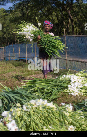 Drei Arbeiter zupfen gladiolus Blumen in seinem Feld am Shyampur Dorf Savar, Dhaka, Bangladesch. Stockfoto