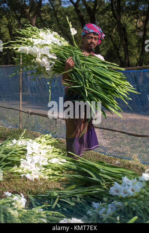 Drei Arbeiter zupfen gladiolus Blumen in seinem Feld am Shyampur Dorf Savar, Dhaka, Bangladesch. Stockfoto