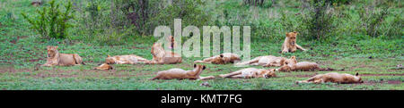 Afrikanischen Löwen im Krüger-Nationalpark, Südafrika; Spezies Panthera Leo Familie Felidae Stockfoto