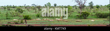 Afrikanischen Löwen im Krüger-Nationalpark, Südafrika; Spezies Panthera Leo Familie Felidae Stockfoto