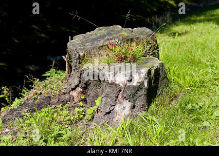 Stumpf der Amtsleitung, die nach dem alten Baum bleibt und Sie können es an den Rand des Hanges mit Gras in Zakopane in Polen sehen. Stockfoto