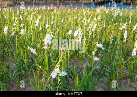 Drei Arbeiter zupfen gladiolus Blumen in seinem Feld am Shyampur Dorf Savar, Dhaka, Bangladesch. Stockfoto