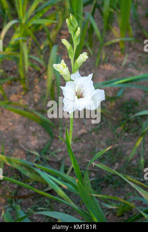 Drei Arbeiter zupfen gladiolus Blumen in seinem Feld am Shyampur Dorf Savar, Dhaka, Bangladesch. Stockfoto