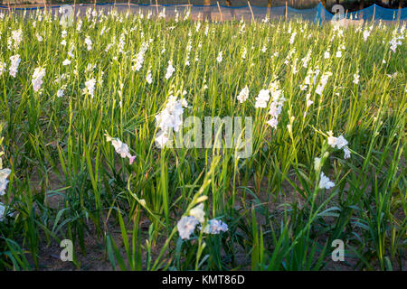 Drei Arbeiter zupfen gladiolus Blumen in seinem Feld am Shyampur Dorf Savar, Dhaka, Bangladesch. Stockfoto