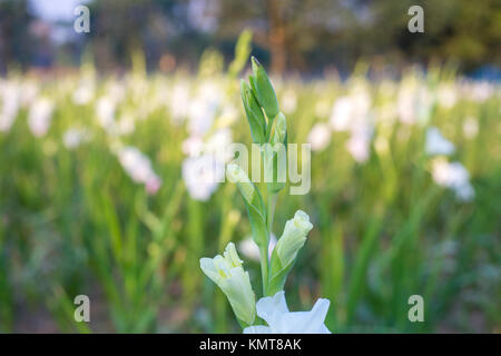 Drei Arbeiter zupfen gladiolus Blumen in seinem Feld am Shyampur Dorf Savar, Dhaka, Bangladesch. Stockfoto