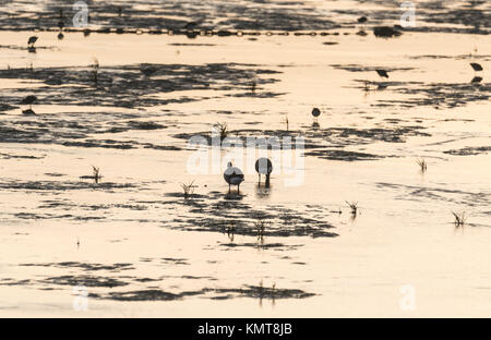 Brent-Gänse (Branta bernicla), die bei Ebbe in Leigh on Sea, Essex, fressen Stockfoto