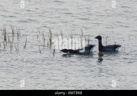 Zwei Brent-Gänse (Branta bernicla) schwimmen Stockfoto