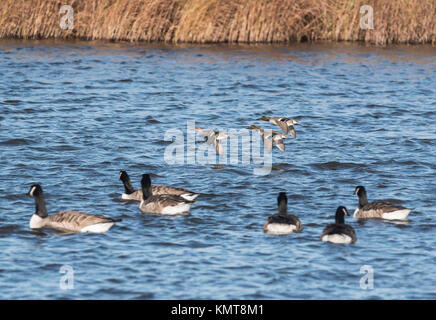 Drei Teal (Anas crecca), zwei Männer und eine Frau fliegen über einige Schwimmen Kanadagänse (Branta canadensis) Stockfoto