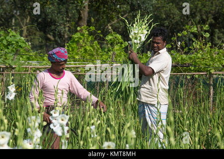 Drei Arbeiter zupfen gladiolus Blumen in seinem Feld am Shyampur Dorf Savar, Dhaka, Bangladesch. Stockfoto