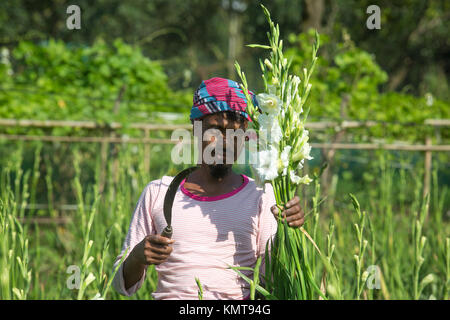 Drei Arbeiter zupfen gladiolus Blumen in seinem Feld am Shyampur Dorf Savar, Dhaka, Bangladesch. Stockfoto