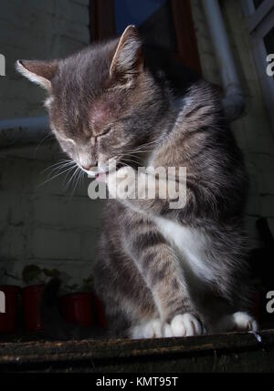 Tabby Katze leckt Pfote Stockfoto