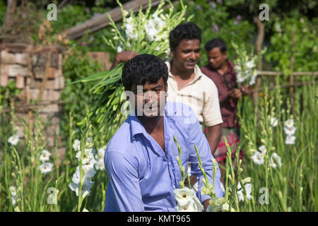 Drei Arbeiter zupfen gladiolus Blumen in seinem Feld am Shyampur Dorf Savar, Dhaka, Bangladesch. Stockfoto