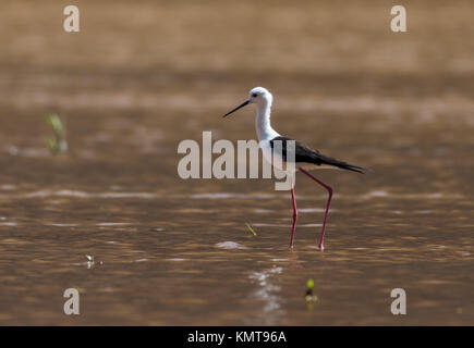 Ein Schwarz geflügelte Stelzenläufer (Himantopus himantopus) in Wasser. Madagaskar, Afrika. Stockfoto