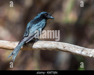Ein Crested Drongo (Dicrurus forficatus) auf einem Baum gehockt. Madagaskar, Afrika. Stockfoto