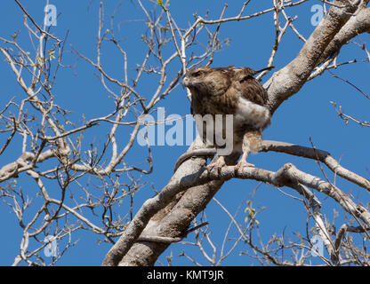 Eine Madagaskar Mäusebussard (Buteo Brachypterus) auf einem Baum gehockt. Kirindy Forest Reserve. Madagaskar, Afrika. Stockfoto