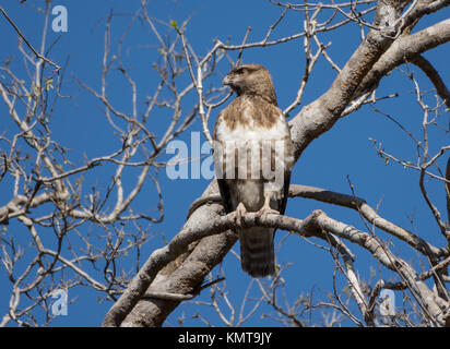 Eine Madagaskar Mäusebussard (Buteo Brachypterus) auf einem Baum gehockt. Kirindy Forest Reserve. Madagaskar, Afrika. Stockfoto