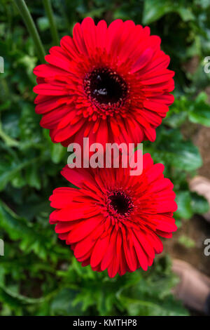 Zwei Magenta Gerbera an einem privaten grünen Haus Bauernhof in savar. Stockfoto