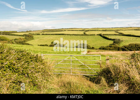 Ackerland in der Nähe von cadgwith, Cornwall, UK. Stockfoto