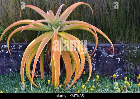 Aloe Pflanze mit gelb-rosa Laub im Garten wächst weiter zu bändigen. Stockfoto