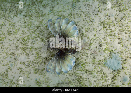 Giftiger Fisch Roter Lionfisch (Pterois-Volitaner) schwimmt über den Boden mit Meergras im Flachwasser. Draufsicht Stockfoto