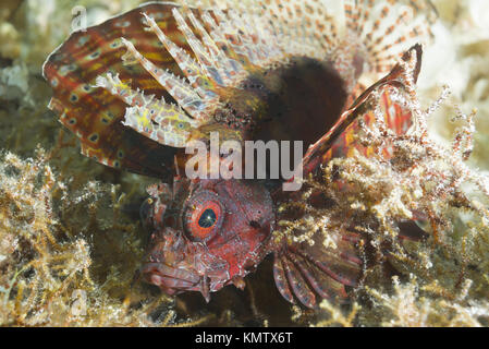 Giftige fische Zebra Lionfish (Dendrochirus zebra) verbirgt unter Algen im flachen Wasser Stockfoto