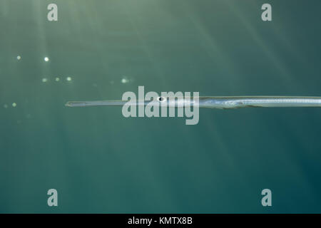 Portrait von Bluespotted Cornetfish (Fistularia commersonii) schwimmen in Sonnenstrahlen Stockfoto