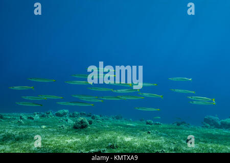 Schule der Gelb-Schwanz Barrakudas (Sphyraena flavicauda) Schwimmen über Sea Grass Stockfoto