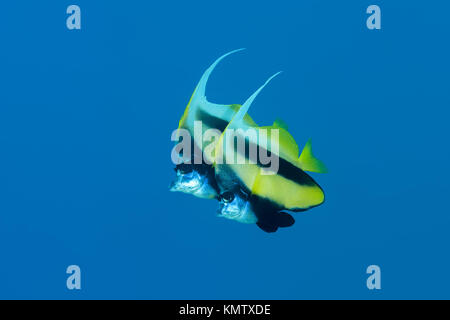 Paar Rote Meer Wimpelfische (heniochus Intermedius) Schwimmen im blauen Wasser Hintergrund Stockfoto