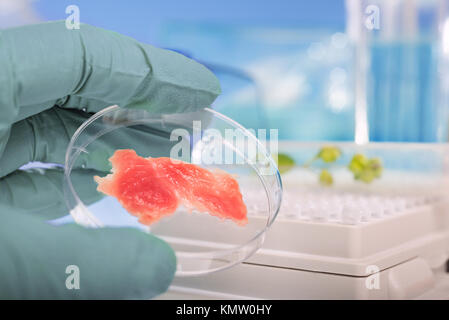 Fleisch gezüchtet im Labor Bedingungen aus Stammzellen Stockfoto