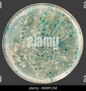 Agarplatte mit bakteriellen Kolonien für Plasmid Vektor klonen, isoliert auf Grau Stockfoto