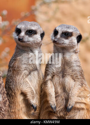 Zwei Erdmännchen in der gleichen Warnung Position Stockfoto