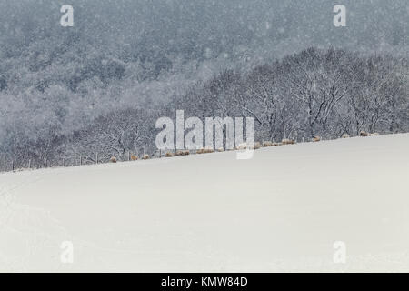 Malerische winter Felder mit Schnee Bäume in Herde Schafe im Hintergrund Stockfoto