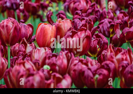 Dunkle rote Tulpen in Grün Stockfoto