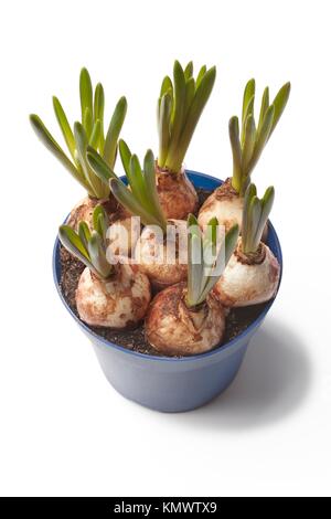 Trauben Hyazinthe Muscari Lampen in einem blauen Topf auf weißem Hintergrund zu wachsen beginnen