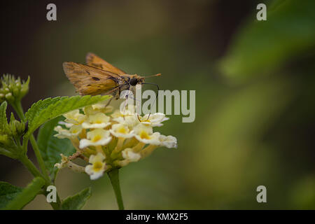 Fiery Skipper Hylephila Phyleus trinken Nektar aus kleinen, weißen Blüten mit verschwommenen Grüner Hintergrund, fotografiert in der Natur, im südlichen Kalifornien Stockfoto