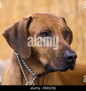 Rhodesian Ridgeback, African Lion Hound, schwarze Nase, Show Dog Portrait vor einem verschwommenen Bambus Hintergrund Stockfoto