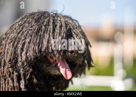 Zeigen Hund Ungarischer puli fotografiert bei einem Hund Park mit einem bunten verschwommenen Hintergrund, Profil Portrait Stockfoto