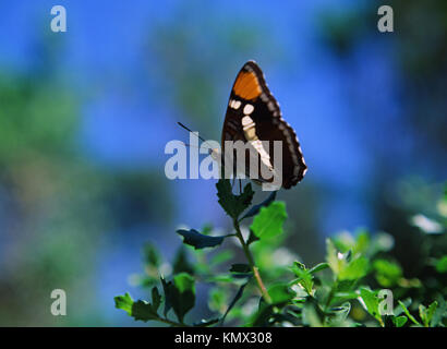 Kalifornien Schwester Schmetterling, adelpha Californica, thront auf einem Zweig gegen einen verschwommenen Hintergrund des blauen Himmels, fotografiert in der Natur auf Fuji Velvia 50 Stockfoto