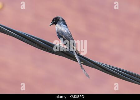 Schwarzer Drongo Stockfoto